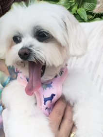 Pink Puppies Harness (Color: pink, size: small)