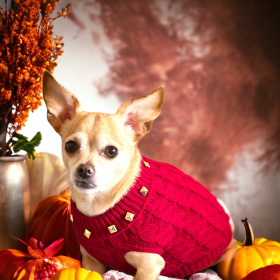 Studded Knit Turtleneck- Dog Sweater (size: L)
